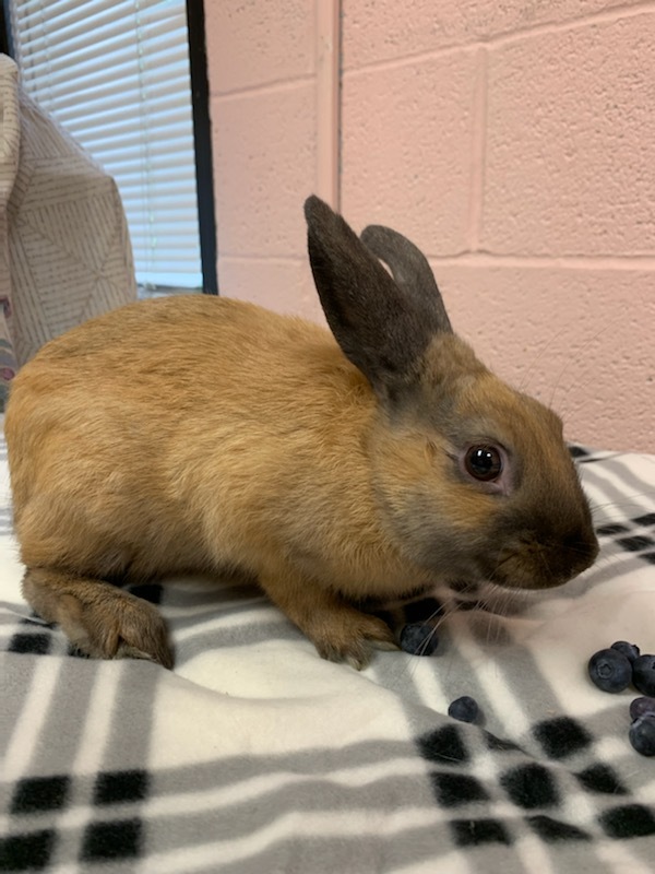 Rabbit For Adoption Carl A Bunny Rabbit Mix In Teterboro Nj Petfinder