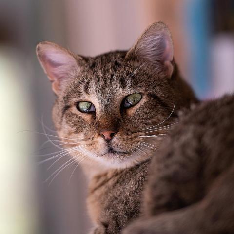 Ryan Reynolds fka Bert, an adoptable Domestic Short Hair in Kanab, UT, 84741 | Photo Image 1