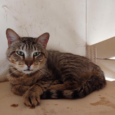 Ryan Reynolds fka Bert, an adoptable Domestic Short Hair in Kanab, UT, 84741 | Photo Image 2