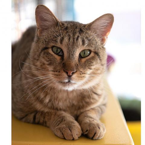 Ryan Reynolds fka Bert, an adoptable Domestic Short Hair in Kanab, UT, 84741 | Photo Image 3