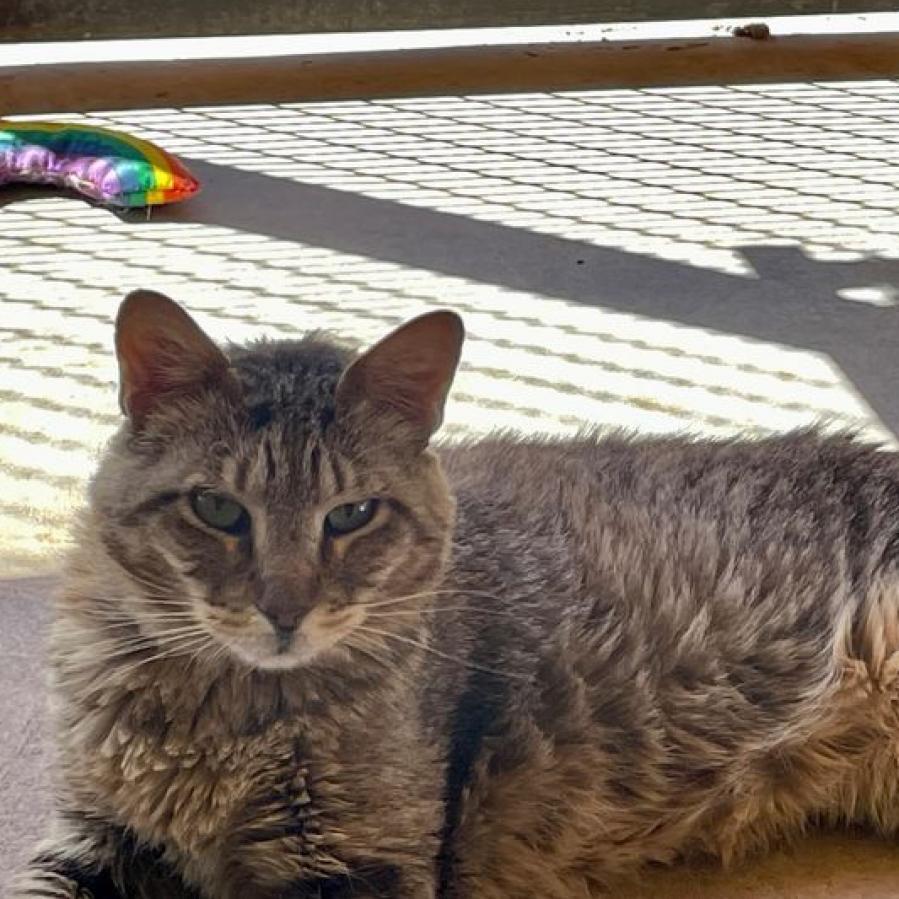 Bert, an adoptable Domestic Short Hair in Kanab, UT, 84741 | Photo Image 3