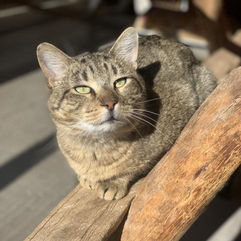 Ryan Reynolds fka Bert, an adoptable Domestic Short Hair in Kanab, UT, 84741 | Photo Image 4