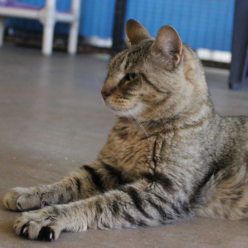 Bert, an adoptable Domestic Short Hair in Kanab, UT, 84741 | Photo Image 4