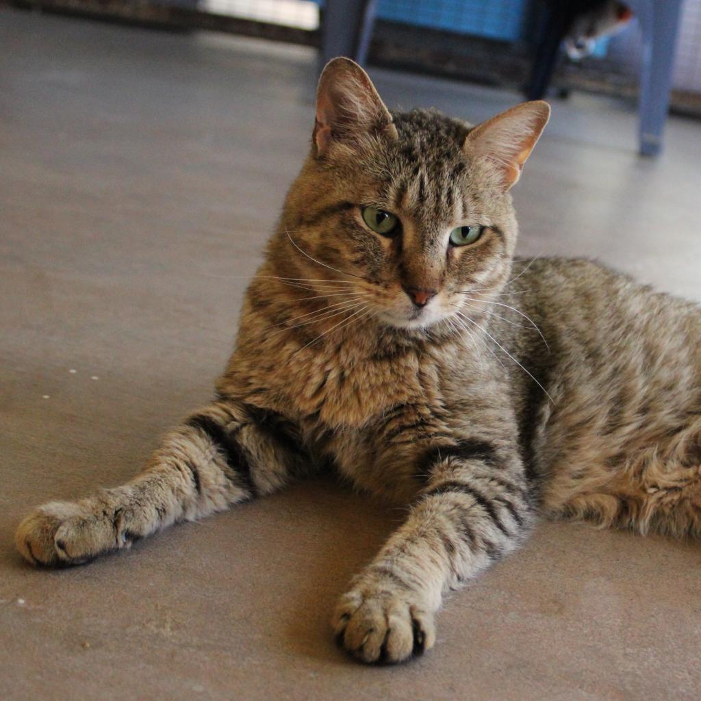 Bert, an adoptable Domestic Short Hair in Kanab, UT, 84741 | Photo Image 5
