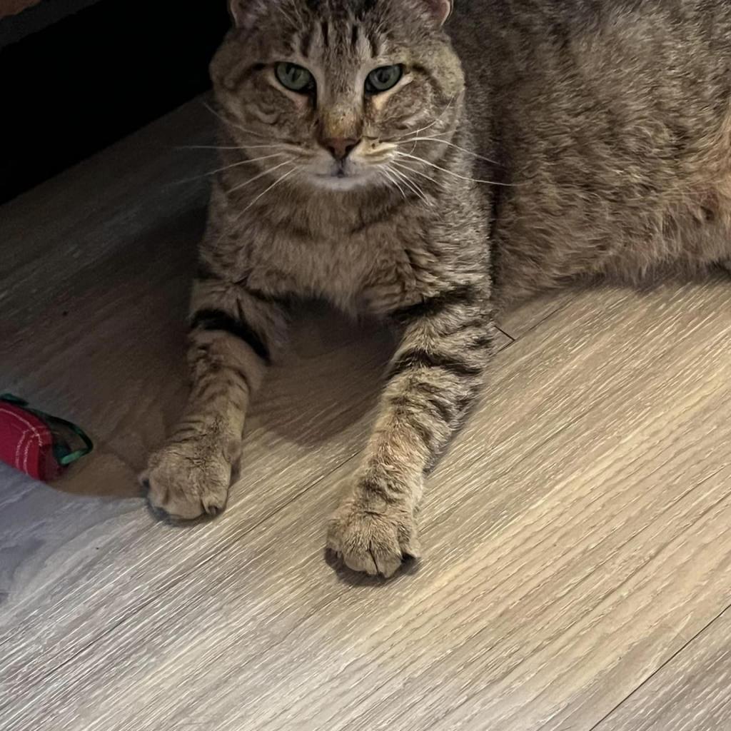 Bert, an adoptable Domestic Short Hair in Kanab, UT, 84741 | Photo Image 6