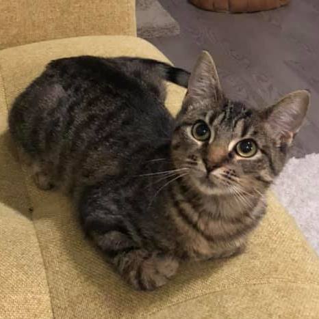 Hera, an adoptable Tabby in San Antonio, TX, 78231 | Photo Image 4