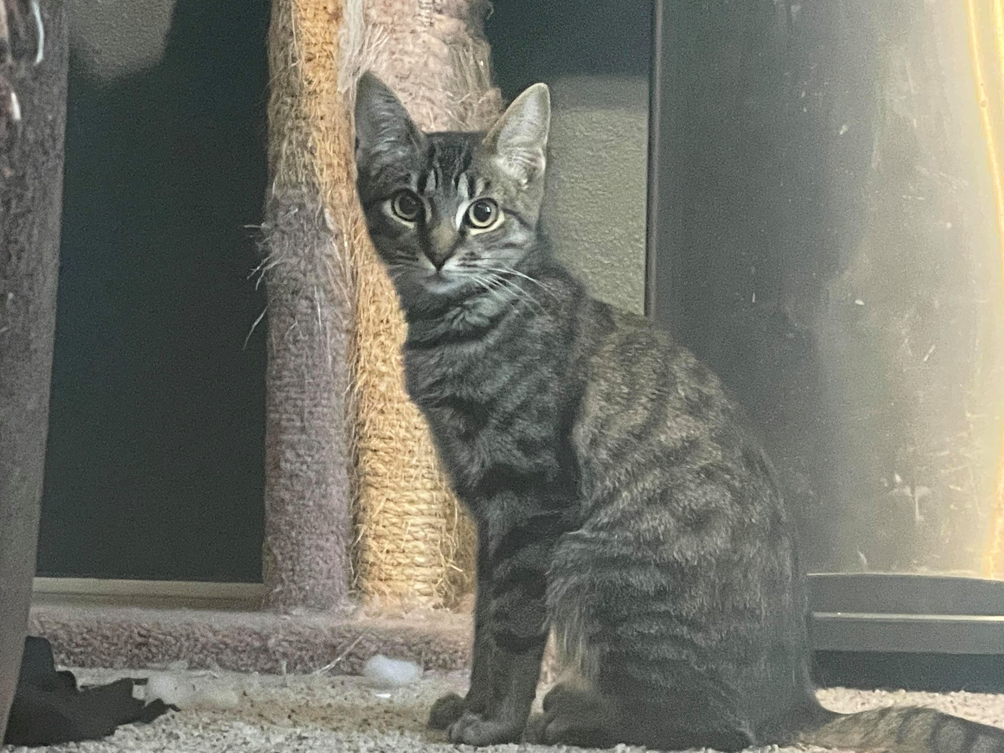 Hera, an adoptable Tabby in San Antonio, TX, 78231 | Photo Image 7