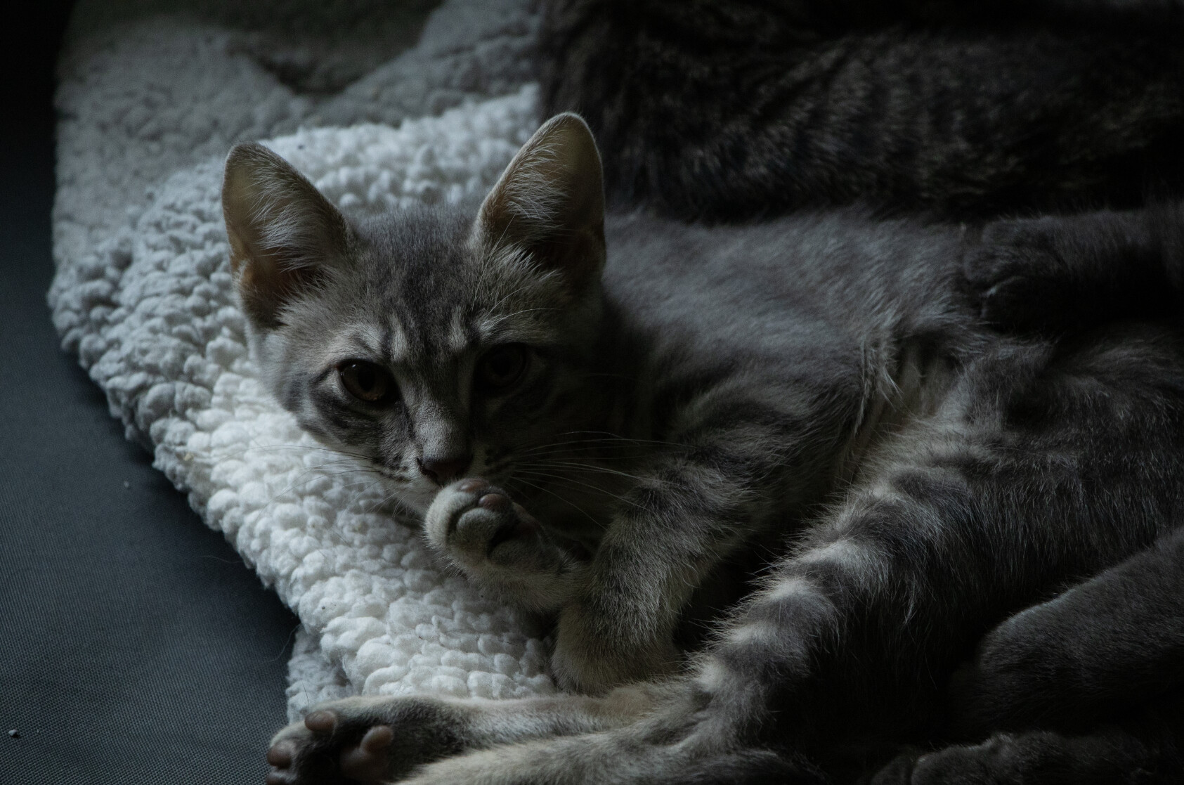 Kiera (freya), an adoptable Tabby in San Antonio, TX, 78231 | Photo Image 8