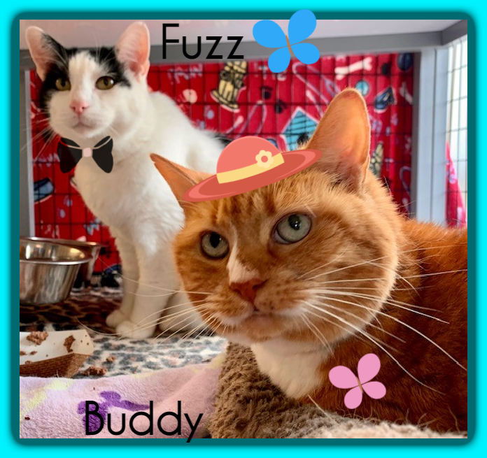 Buddy and Fuzz 1
