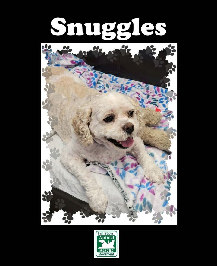 Snuggles, an adopted Cockapoo in Fallston, MD_image-1