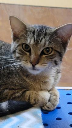 Cat For Adoption Hogan A Domestic Short Hair In Cedar Hill Tx Petfinder