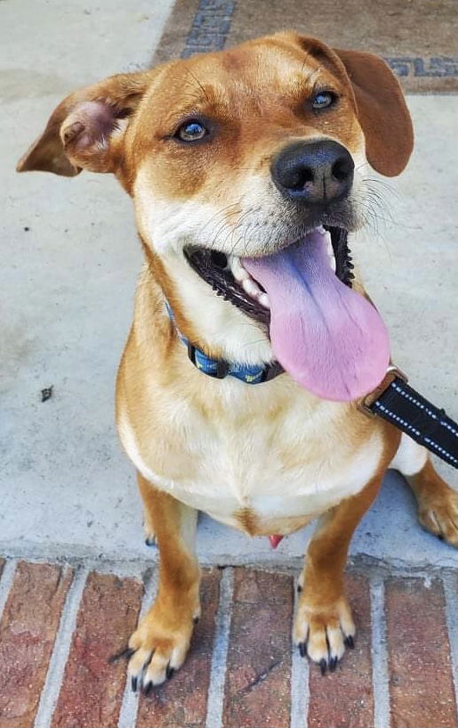 Rudolph, an adoptable Labrador Retriever in Pennington, NJ, 08534 | Photo Image 1