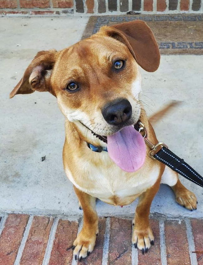 Rudolph, an adoptable Labrador Retriever in Ringoes, NJ, 08551 | Photo Image 2