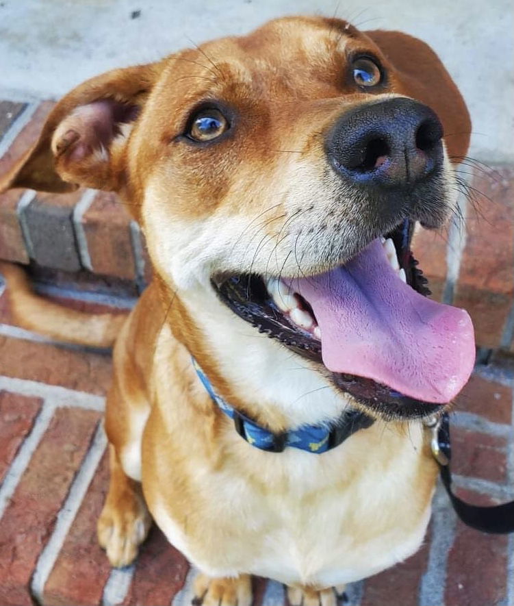 Rudolph, an adoptable Labrador Retriever in Pennington, NJ, 08534 | Photo Image 3