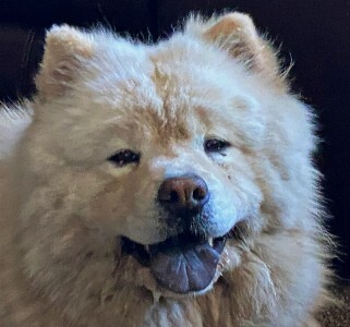 Petfinder chow sale chow