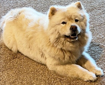 Blonde hotsell chow chow