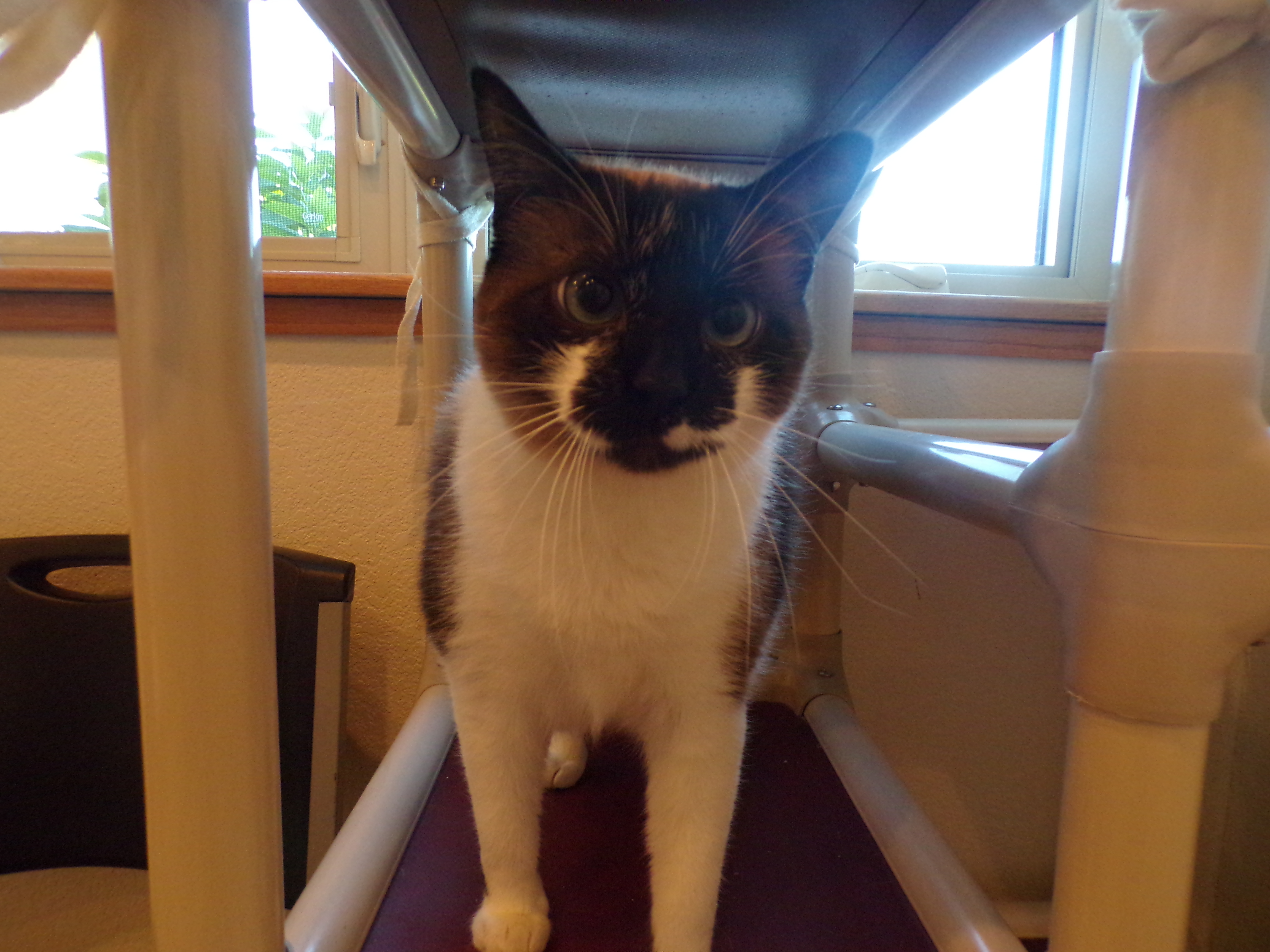 Tango, an adoptable Domestic Short Hair in Redwood Falls, MN, 56283 | Photo Image 2