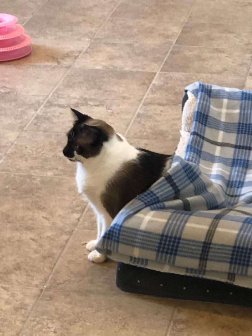 Tango, an adoptable Domestic Short Hair in Redwood Falls, MN, 56283 | Photo Image 3