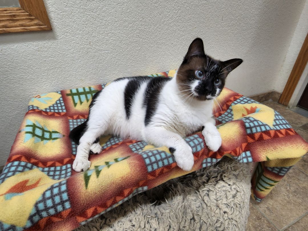 Tango, an adoptable Domestic Short Hair in Redwood Falls, MN, 56283 | Photo Image 1