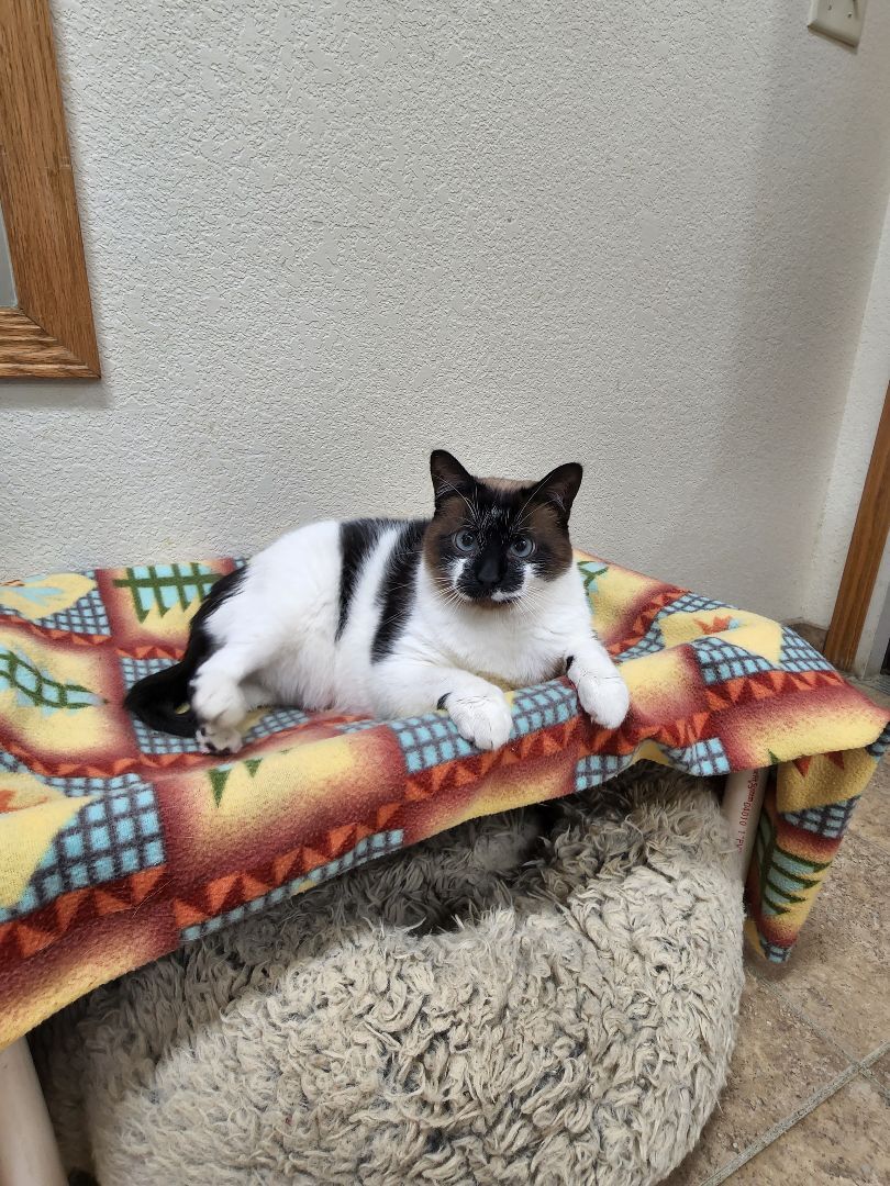 Tango, an adoptable Domestic Short Hair in Redwood Falls, MN, 56283 | Photo Image 4