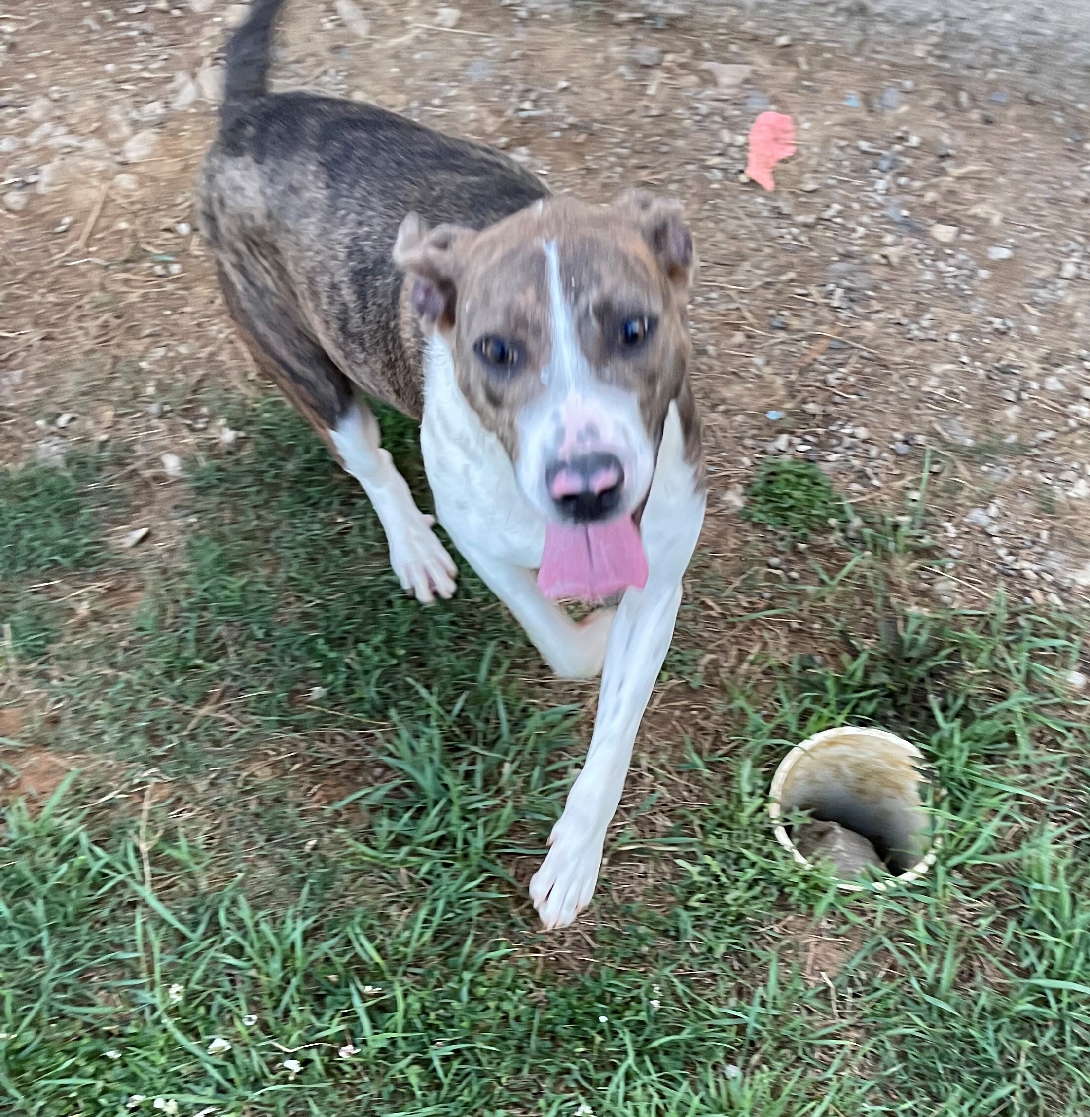Remi, an adoptable Plott Hound in Rogersville, TN, 37857 | Photo Image 1