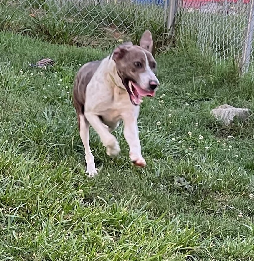 Remi, an adoptable Plott Hound in Rogersville, TN, 37857 | Photo Image 2