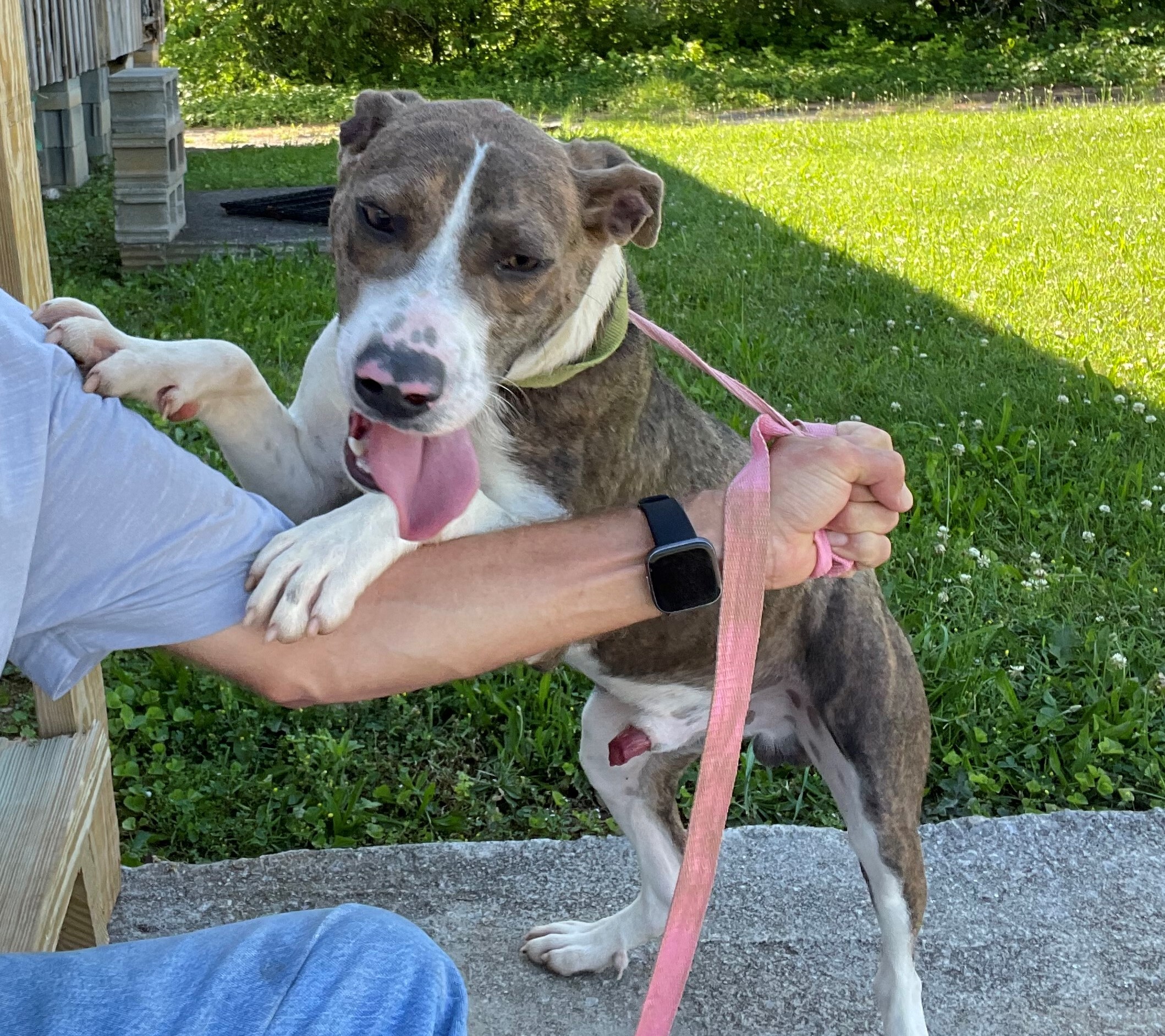 Remi, an adoptable Plott Hound in Rogersville, TN, 37857 | Photo Image 3