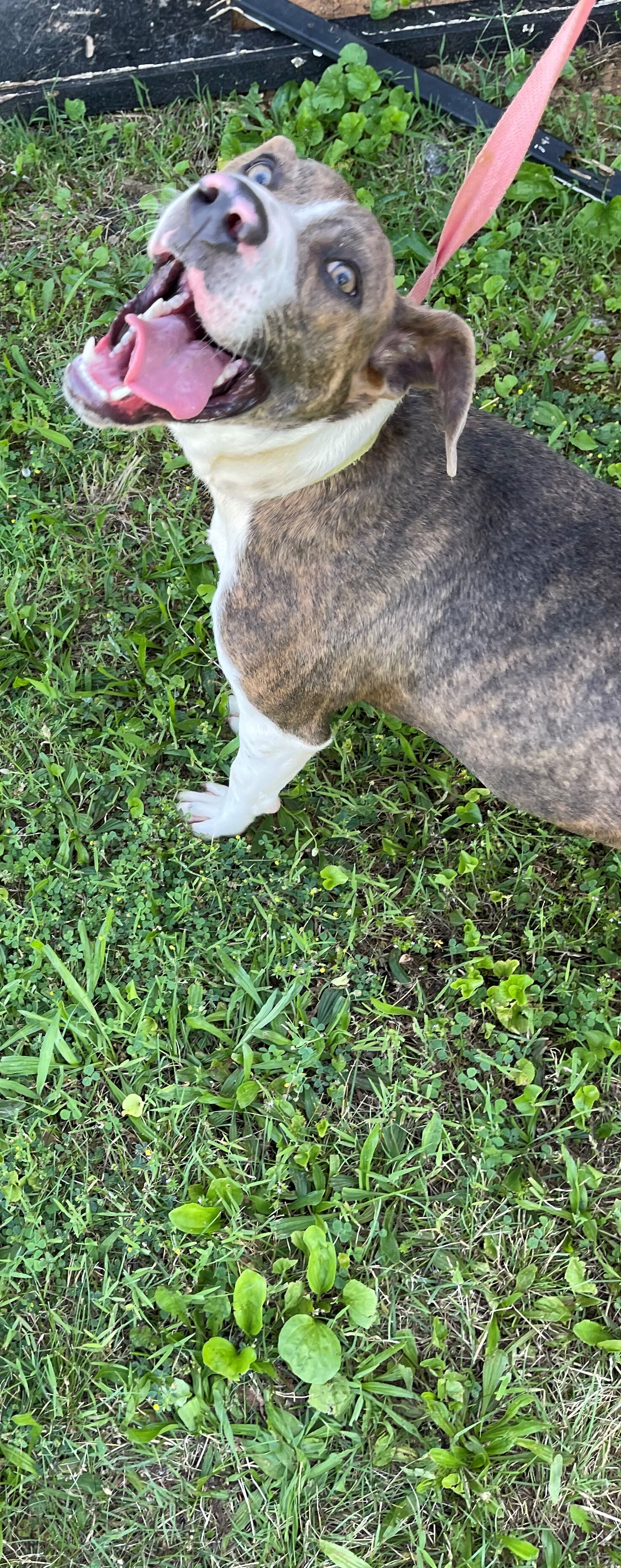 Remi, an adoptable Plott Hound in Rogersville, TN, 37857 | Photo Image 4