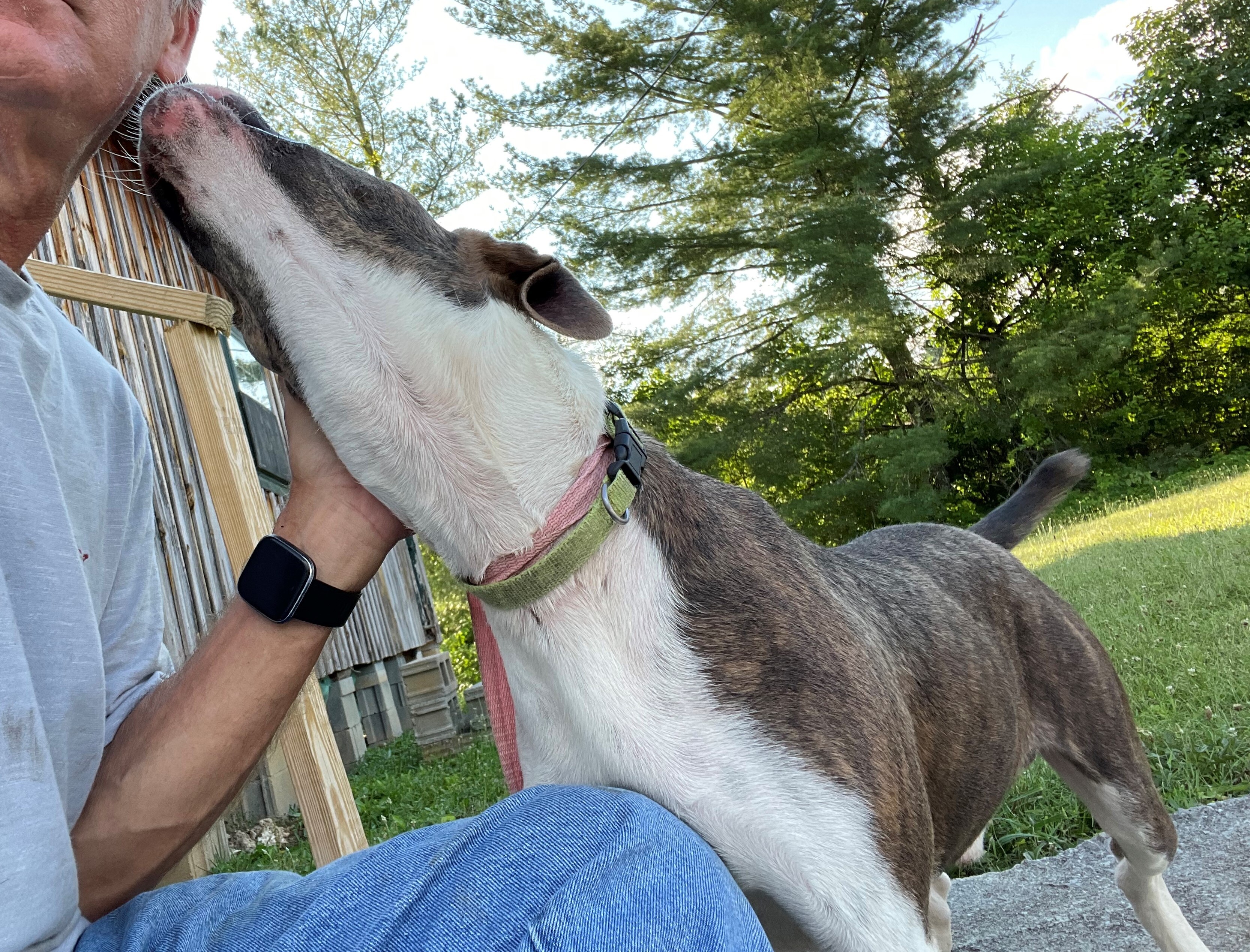 Remi, an adoptable Plott Hound in Rogersville, TN, 37857 | Photo Image 5