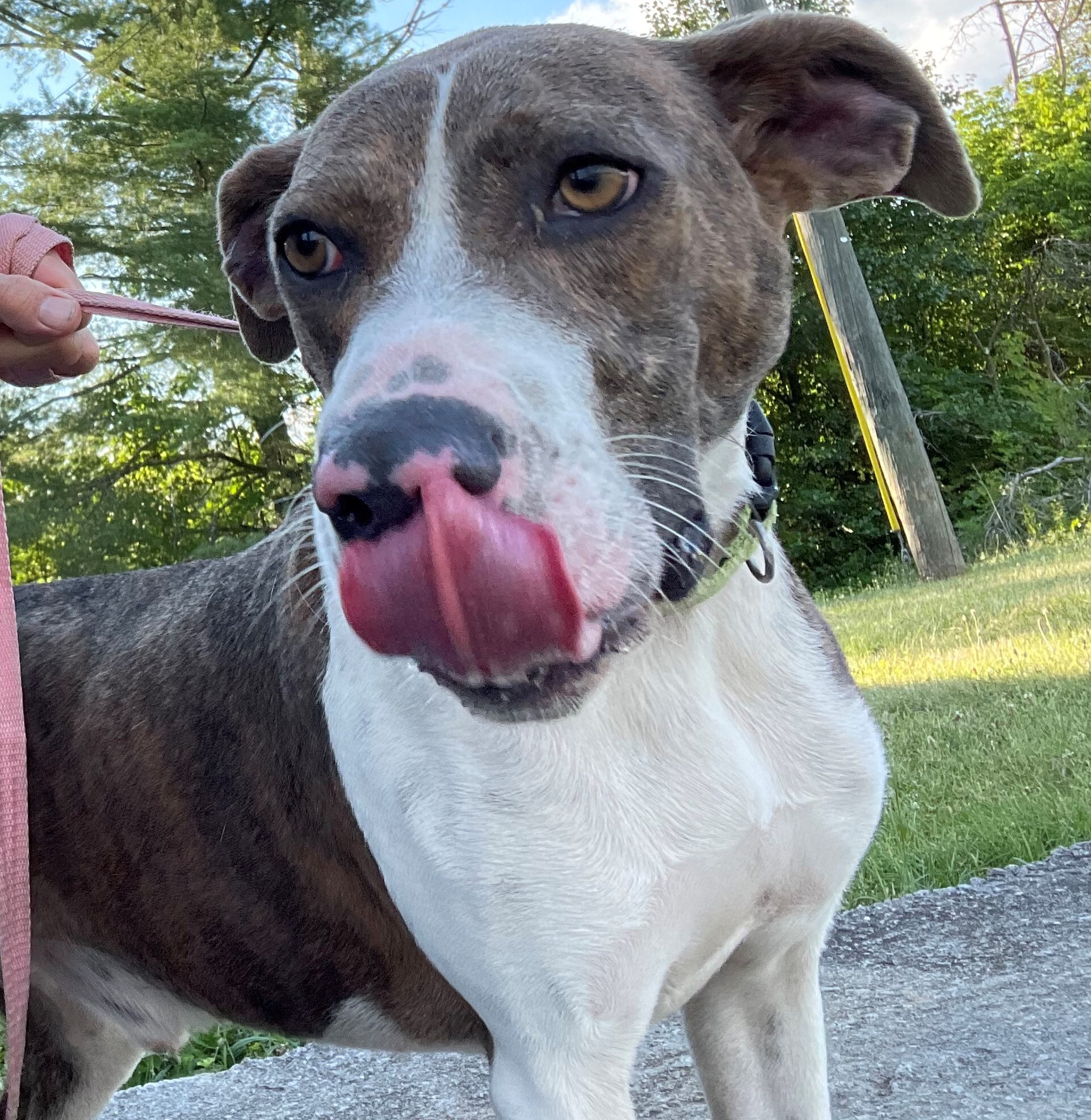 Remi, an adoptable Plott Hound in Rogersville, TN, 37857 | Photo Image 6