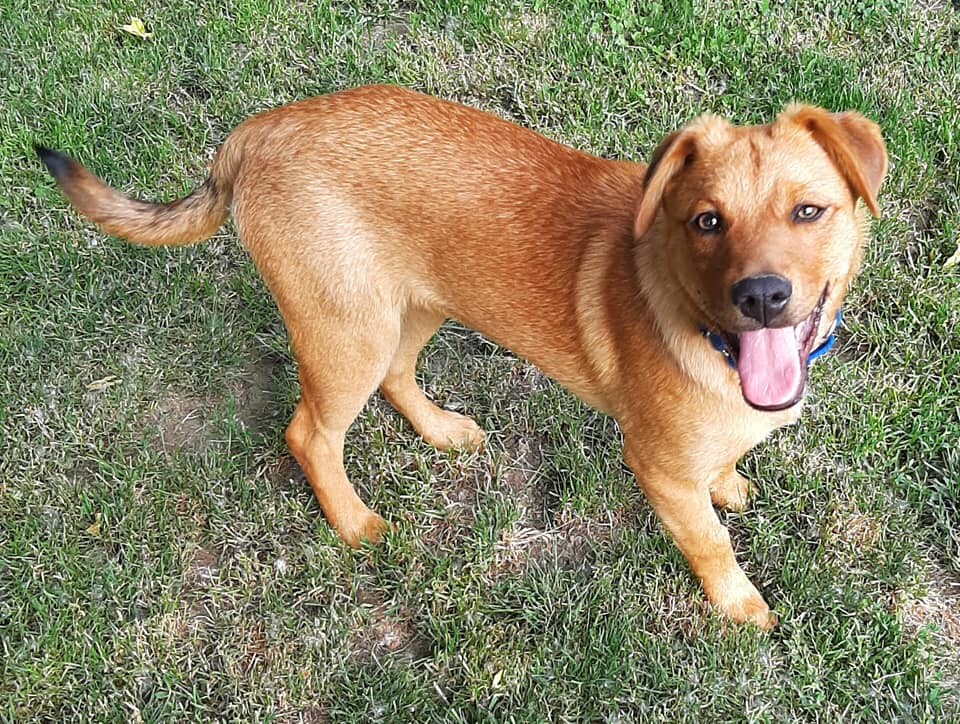 Holden, an adoptable Retriever, Australian Cattle Dog / Blue Heeler in Lockport, NY, 14094 | Photo Image 1