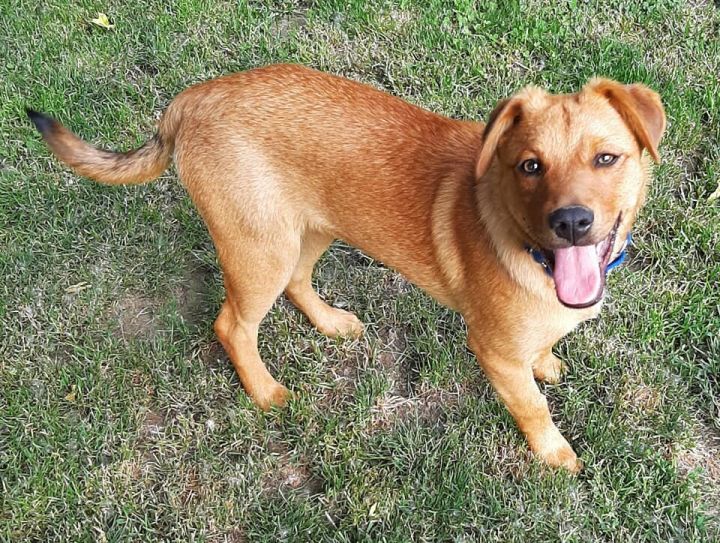 Australian cattle best sale dog retriever mix