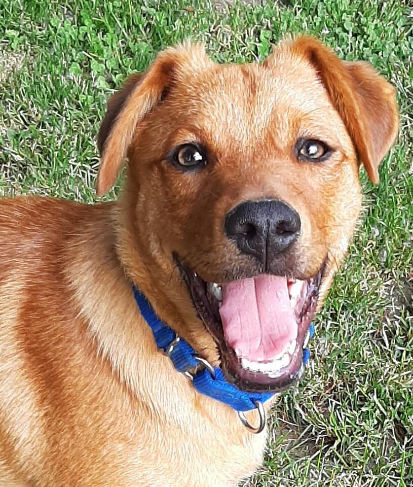 Holden, an adoptable Retriever, Australian Cattle Dog / Blue Heeler in Lockport, NY, 14094 | Photo Image 2