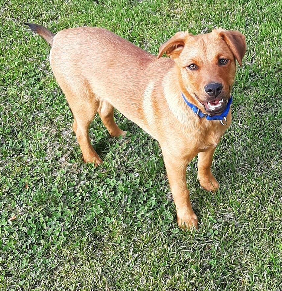 Holden, an adoptable Retriever, Australian Cattle Dog / Blue Heeler in Lockport, NY, 14094 | Photo Image 3