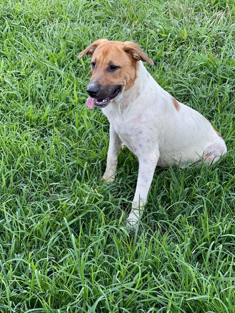 Monica (adoption fee reduced due to length of time at rescue), an adoptable Labrador Retriever, Hound in Sharon, VT, 05065 | Photo Image 3