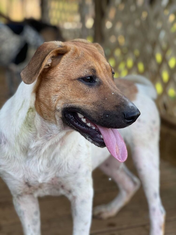 Monica (adoption fee reduced due to length of time at rescue), an adoptable Labrador Retriever, Hound in Sharon, VT, 05065 | Photo Image 1