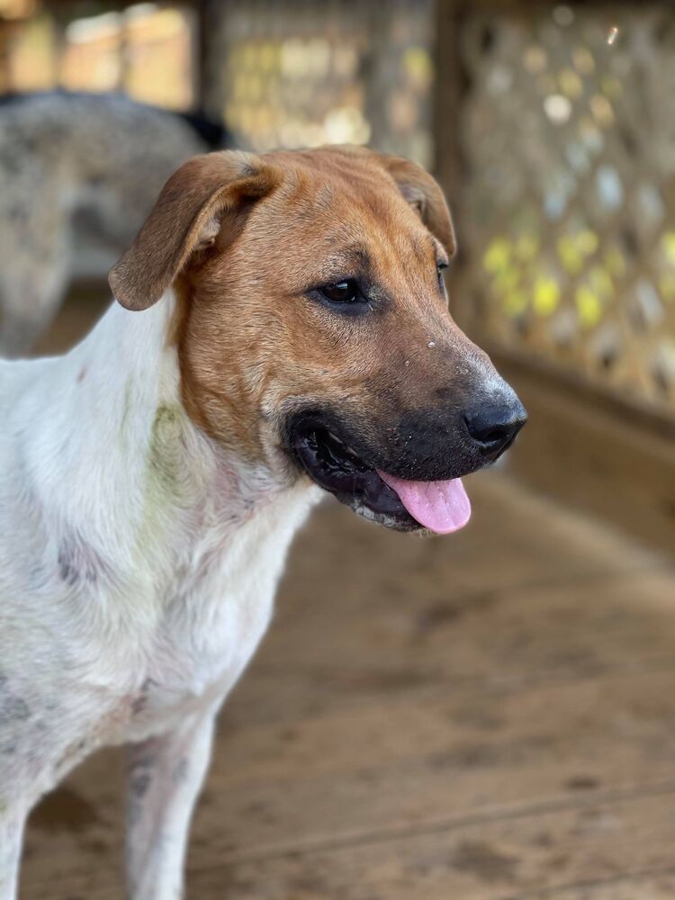 Monica (adoption fee reduced due to length of time at rescue), an adoptable Labrador Retriever, Hound in Sharon, VT, 05065 | Photo Image 4