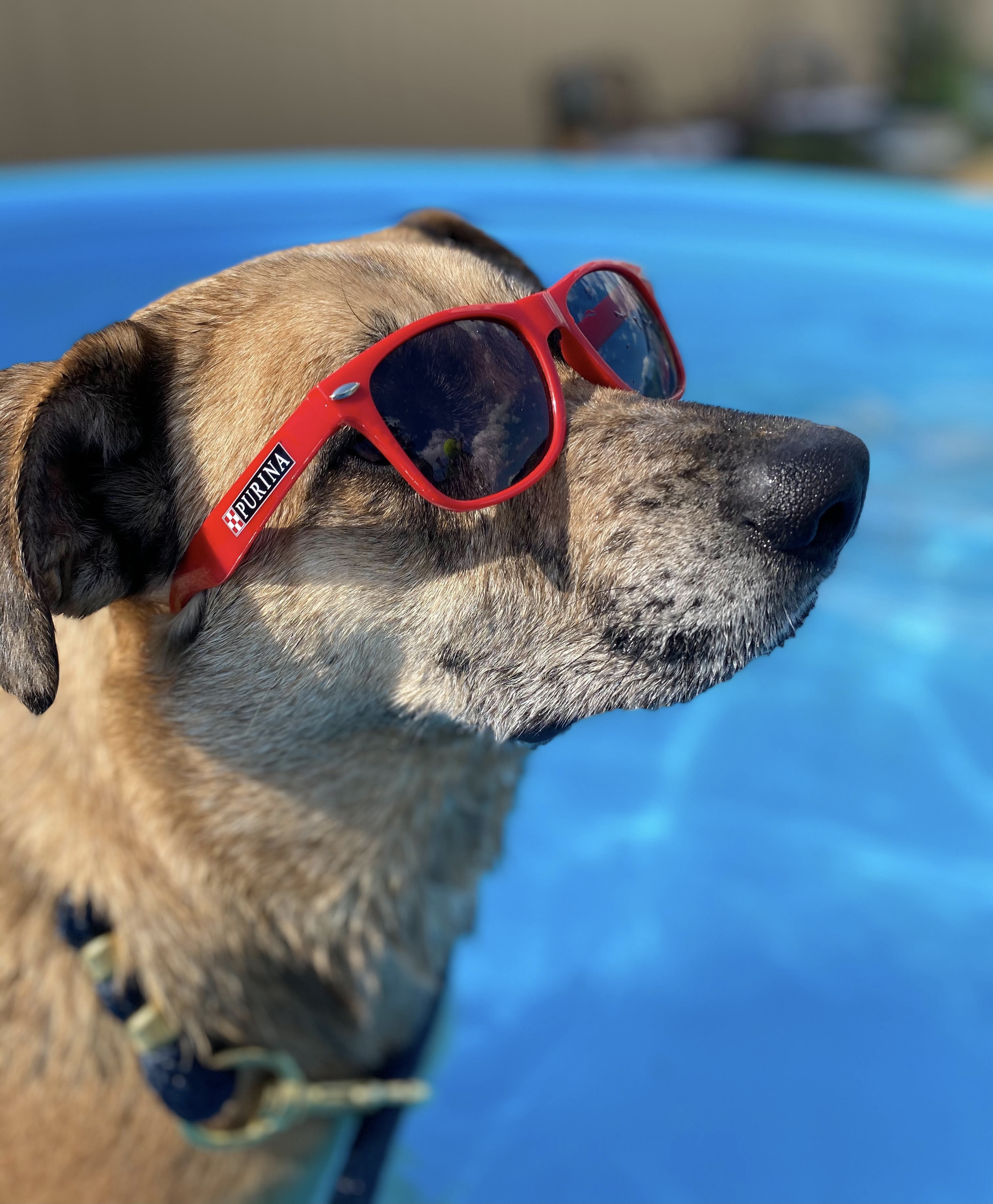 Huck - URGENT!!!, an adoptable Anatolian Shepherd, Catahoula Leopard Dog in Georgetown, TN, 37336 | Photo Image 1