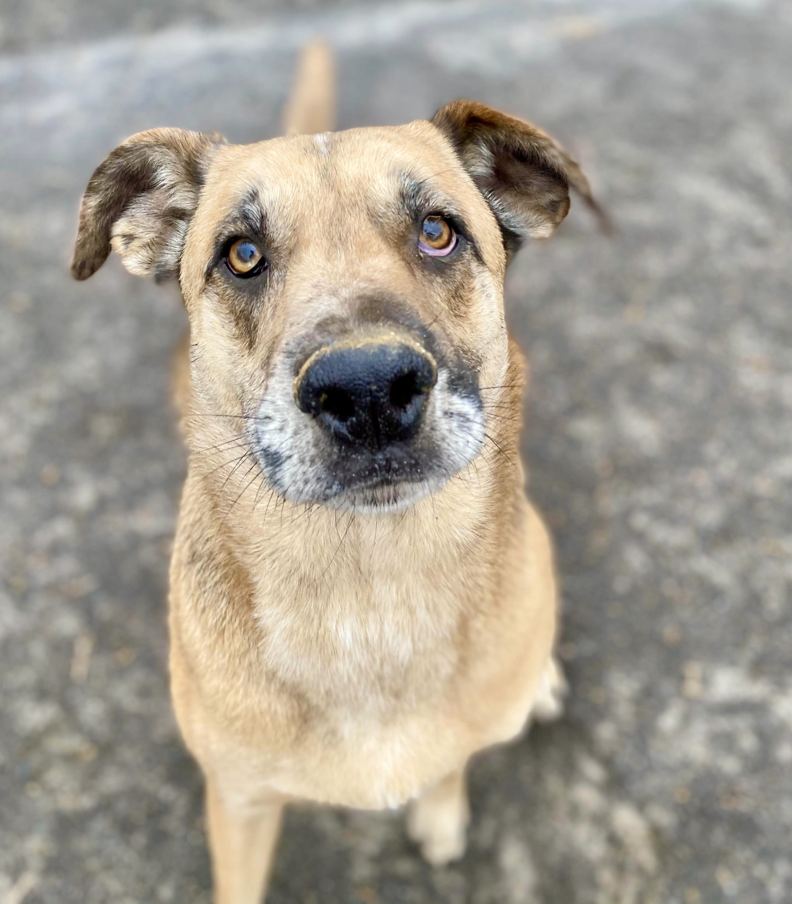 Huck - URGENT!!!, an adoptable Anatolian Shepherd, Catahoula Leopard Dog in Georgetown, TN, 37336 | Photo Image 2