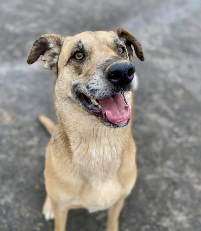 Huck - URGENT!!!, an adoptable Anatolian Shepherd, Catahoula Leopard Dog in Georgetown, TN, 37336 | Photo Image 1