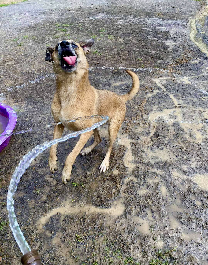 Huck - URGENT!!!, an adoptable Anatolian Shepherd, Catahoula Leopard Dog in Georgetown, TN, 37336 | Photo Image 5