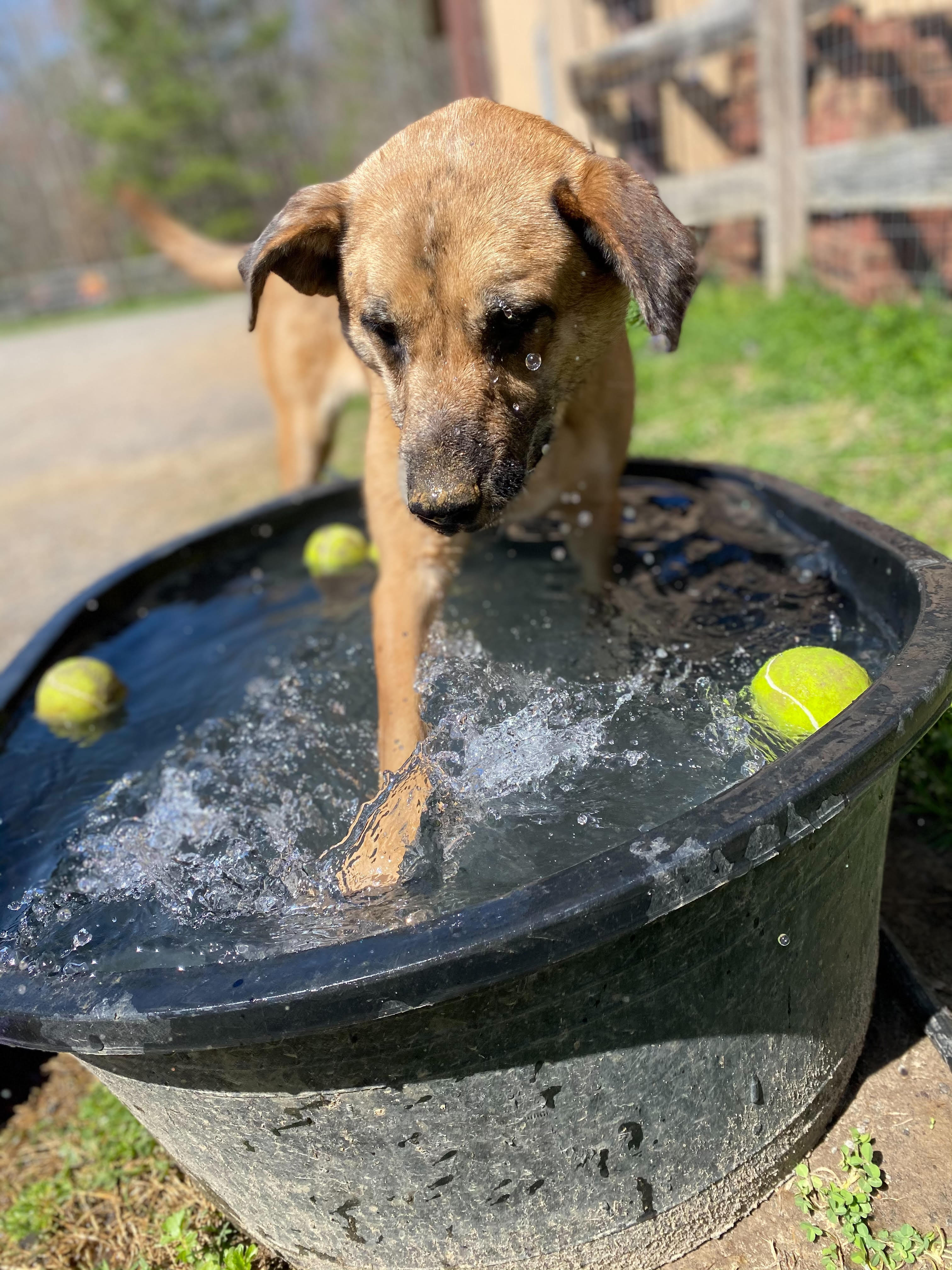 Huck - URGENT!!!, an adoptable Anatolian Shepherd, Catahoula Leopard Dog in Georgetown, TN, 37336 | Photo Image 6