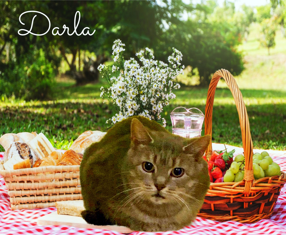 Darla Mae, an adoptable Tabby in Culpeper, VA, 22701 | Photo Image 1