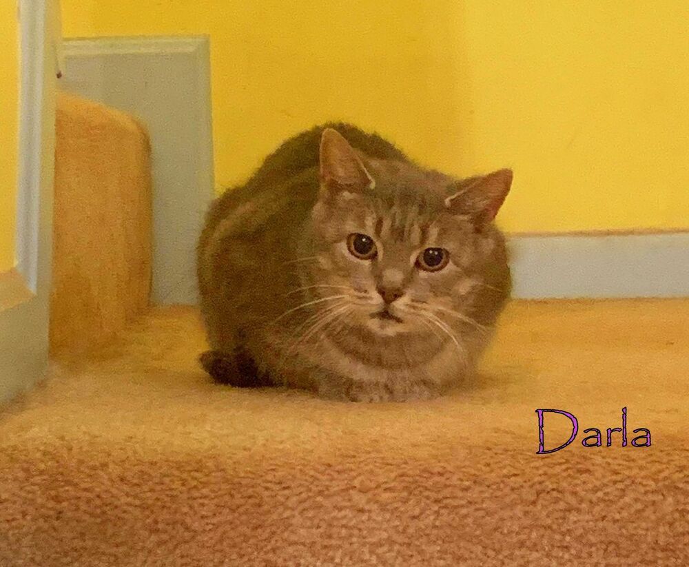 Darla Mae, an adoptable Tabby in Culpeper, VA, 22701 | Photo Image 3