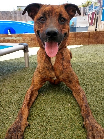 Brinkmann, an adoptable Boxer, Plott Hound in San Diego, CA, 92117 | Photo Image 4