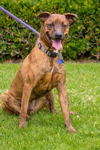 Brinkmann, an adoptable Boxer, Plott Hound in San Diego, CA, 92117 | Photo Image 2