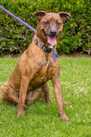 Brinkmann, an adoptable Boxer, Plott Hound in San Diego, CA, 92117 | Photo Image 5