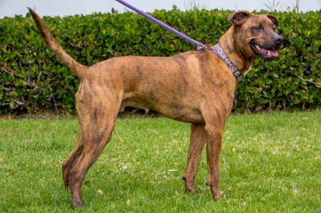 Brinkmann, an adoptable Boxer, Plott Hound in San Diego, CA, 92117 | Photo Image 3