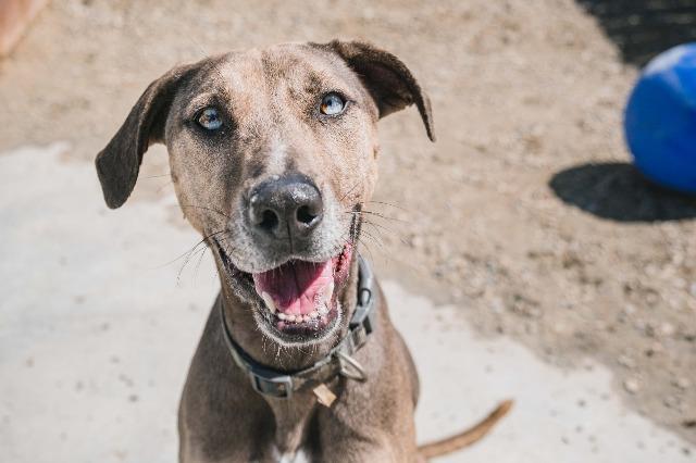 Neon, an adoptable Catahoula Leopard Dog, Greyhound in Vancouver, BC, V5M 2Y3 | Photo Image 1