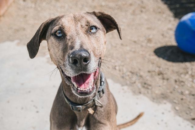 Neon, an adoptable Catahoula Leopard Dog, Greyhound in Vancouver, BC, V5M 2Y3 | Photo Image 4